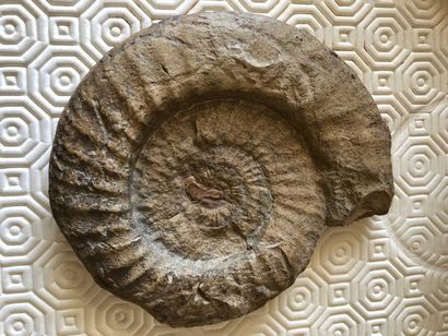null Ammonite