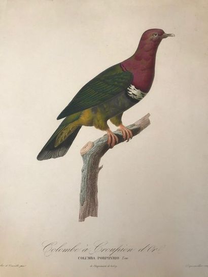 null Six lithographies représentant des pigeons

D'après Pauline de COURCELLES 

(Petits...