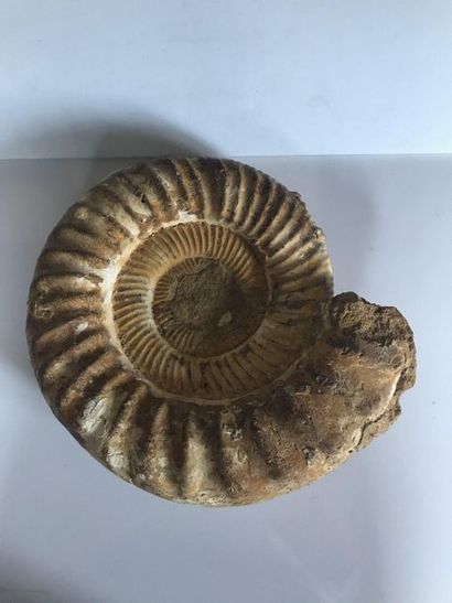 null Raw Ammonite 6kg

Length: 27cm