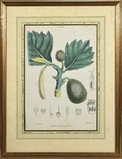 null Two colour prints - Albero a Pane (Pine Tree) 37,5 x 26 cm - Anacardio (Cashew...