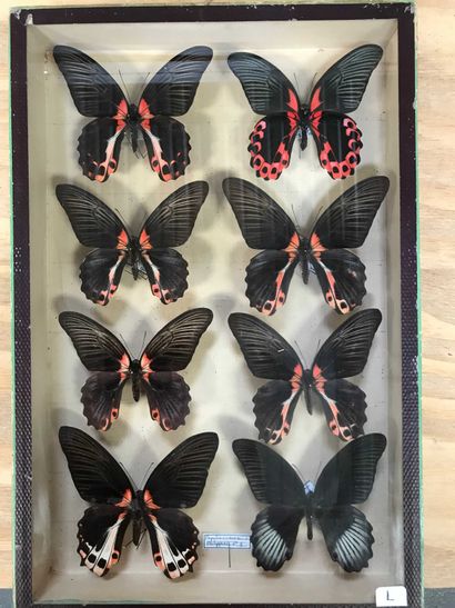 null L. Papilio rumanzovia 2 males + 7 females