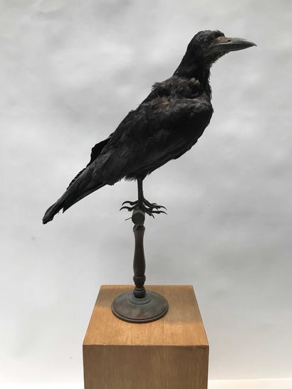 null 10 Corbeau freux (Corvus frugilegus) (CH) : spécimen ancien naturalisé sur socle...
