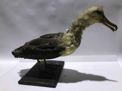 null 2 Albatros à sourcils noirs (Diomedea melanophris) ou en synonymie (Thalassarche...