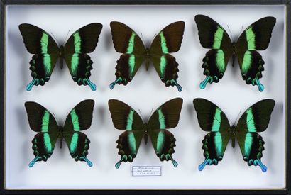 null Papilio blumei 4 mâles + 2 femelles