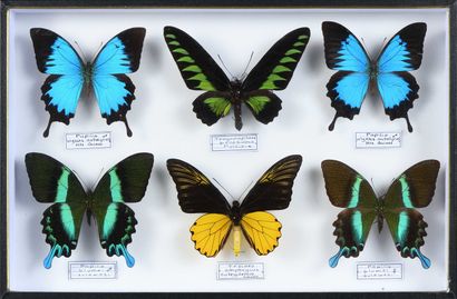 null Papilio, Troides, Trogonoptera 6 ex. Cites annexe II B