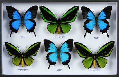 null Ornithoptera priamus poseidon 3 mâles, Papilio ulysses 3 mâles Cites annexe...