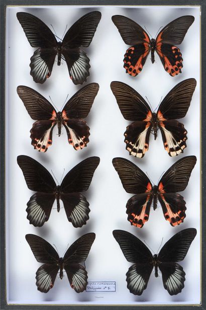 null Papilio rumanzovia 5 mâles + 3 femelles