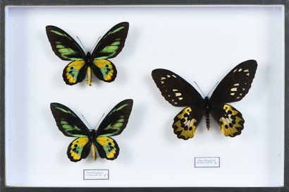 null Ornithoptera rothschildi 2 mâles + 1 femelle Cites annexe II B