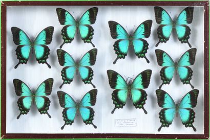 null Papilio lorquinianus albertisi 10 mâles Mt.Arfak