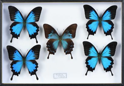 null Papilio ulysses 4 mâle + 1 femelle