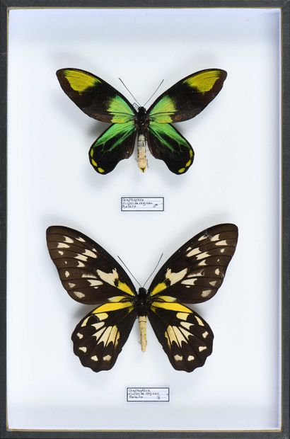 null Ornithoptera victoriae reginae Malïta Iles Salomon couple Cites annexe II B