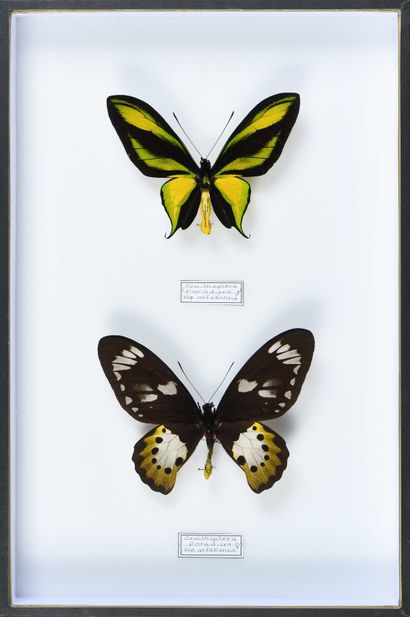 null Ornithoptera arfakiensis couple Cites annexe II B