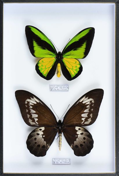 null Ornithoptera goliath procus couple de Céram Indonésie Cites annexe II B
