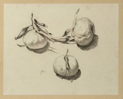 null Félix VALLOTTON (1865-1925) Trois Mandarines Fusain sur papier contrecollé sur...