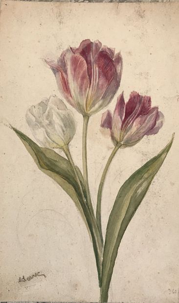 null Lauritz HOWE (1869-1945) Etude de tulipes Aquarelle Signé en bas à gauche Etude...