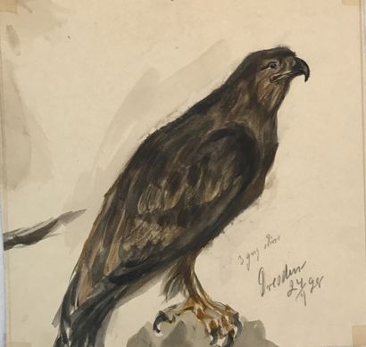 null Lauritz HOWE (1869-1945) Etude d aigle Aquarelle Annotée 18,5x18,5cm