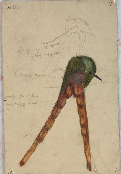 null Lauritz HOWE (1869-1945) Etude d oiseau Aquarelle 17,5x11,5cm