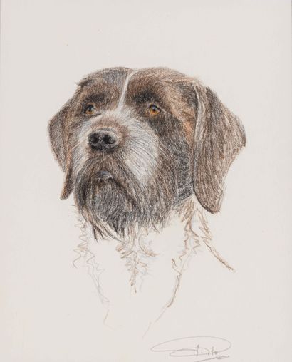 null School of the XXth century Study of a dog's head Colored pencil on paper. Signed...