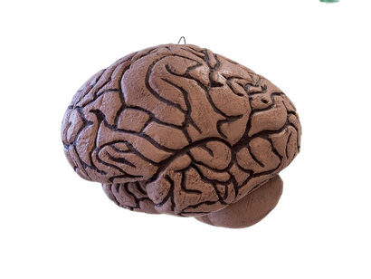 null Cerveau pédagogique, circa 1960 Polystyrène et acrylique Diamètre : 120 cm