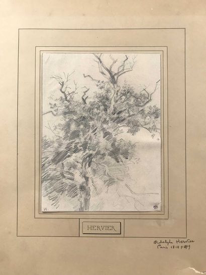 null Adolphe HERVIER (1828-1879) Etude d arbre Crayon sur papier. Monogrammé en bas...