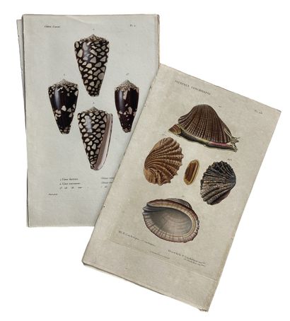 null [HISTOIRE NATURELLE] Dix planches de gravure en couleurs de coquillages. Vis,...