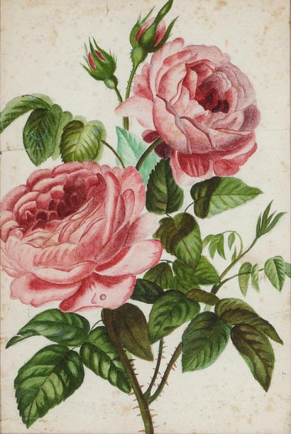 null Pierre-Joseph REDOUTE (1759-1840), école de Jeté de roses Pierre noire et aquarelle...