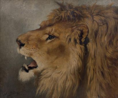 MELIN Joseph Urbain (Paris 1814 - 1886) Tête de lion Huile sur toile, signée en bas...