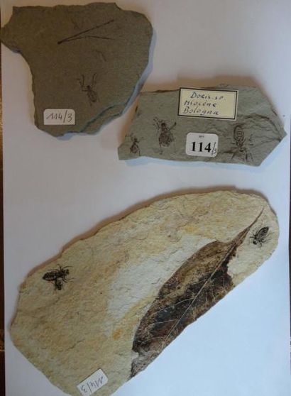 null Larves de libellule - Doris sp. Miocène - Italie. Trois plaques dont une associée...