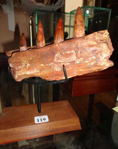 null Rare mâchoire du Spinosauridé Suchomimus (16 x 10 cm). Cretacé - cenomanien...