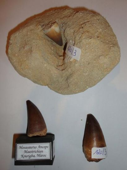 null Trois dents de mosasaure des phosphates de Kourigba - Meastrichien - Maroc