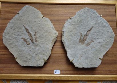 null Empreinte de pas de dinosaure grallator sp - Trias Ardèche France - (D.: 9 cm...