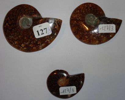 null Trois ammonites Cleoniceras polies montrant les lignes de sutures dans une très...