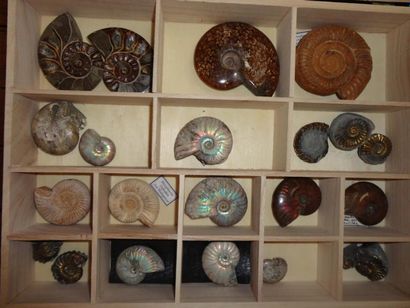 null Boîte contenant 20 ammonites: ammonites philoceras velede coupées et polies,...
