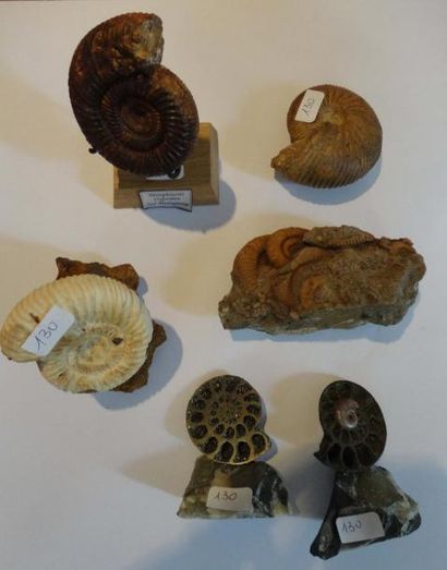 null Collection d'ammonites queenstedtoceras lamberti en pyrite du callovien de russie...