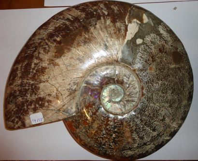null Exceptionnelle ammonite cleoniceras de grande taille présentant la loge nacrée...