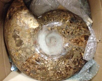 null Superbe ammonite coupée Pachidiscus du campanien du Menabe - Ssud de Madagascar...