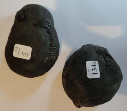 null Deux nodules à ammonites du jurassique du Nepal. Ataxioceras et perisphinctes...