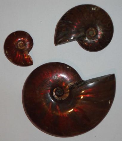 null Cleoniceras Nacrée Rouge. Coquille conservée en amolithe (13 cm). Soclée sur...