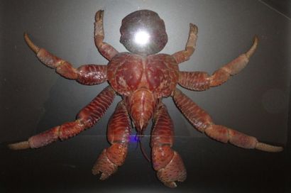null Grand crabe des Cocotiers - Birgus latro de la famille des Bernard l'Hermite....