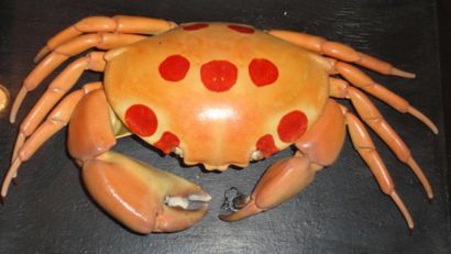 null Crabe «Clown»: Carpillus maculatus - Océan Indien (22 x 12 cm). Très bel exemplaire...