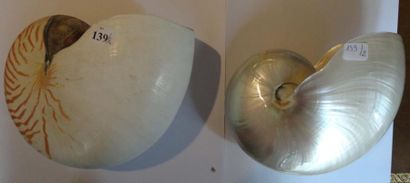 null 2 Nautiles actuels - Nautilus pompilus. Indonésie. Océan Indien. Fossile vivant...