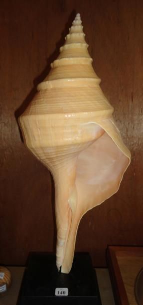 null Grand coquillage Syrinks aruanus.Timor - Indonésie (46 cm). Très bel exemplaire,...