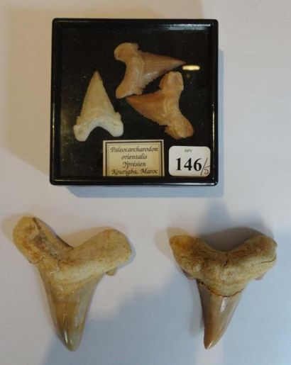 null Rares dents d'otodus sokolovi - 2 pièces - éocène Ypresien - Dahla - Maroc (8,5...