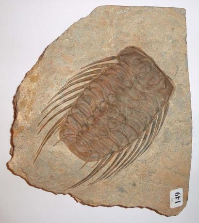 null Trilobite selenopeltis - ordovicien - erfoud - Maroc. (16 cm). Test conservé...