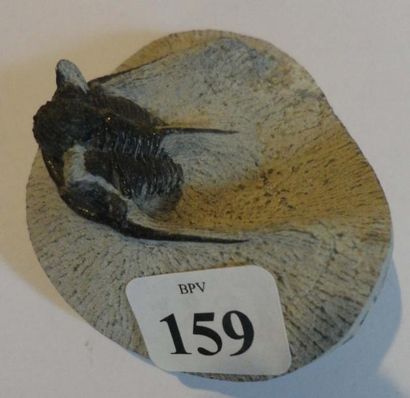 null Cyphaspis - dévonien - Alnif - Maroc (3,3 x 3,3 cm)