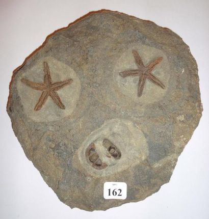 null Trilobite et étoile de mer Onnia (cephalon) et asteria - ordovicien - erfoud...