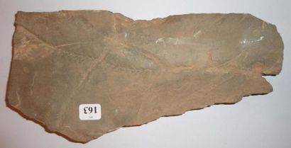 null Trace de locomotion de trilobite - Crusiana - ordovicien Atlas - Maroc (25 cm...