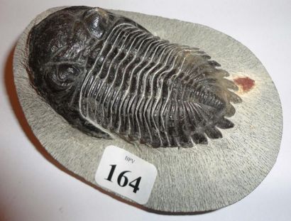 null Trilobite Metacantina - Hamar laghad form. Maroc (7 cm)
