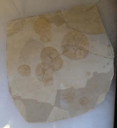 null Méduses Syphonophore fossiles - Oligocène - Aix En Provence. Du fait de leur...