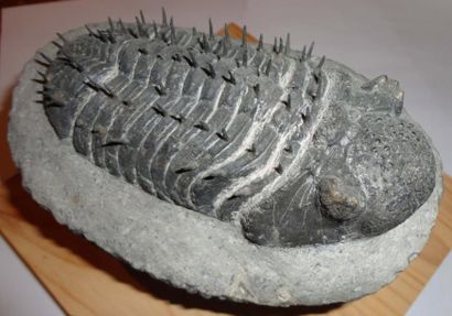 null Trilobite DROTOPS ARMATUS - Devonien - Erfoud Maroc (13,5 x 6,5 x 3 cm)